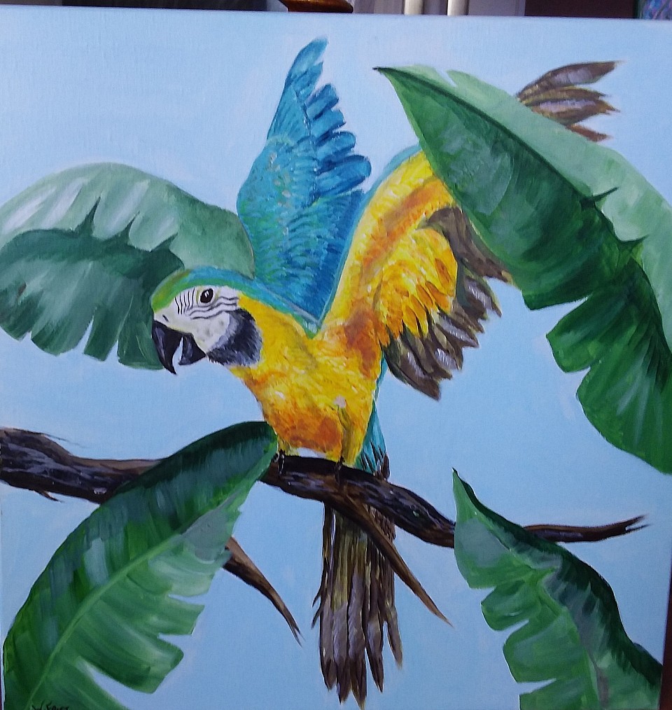 SCREECH.....50 x 50 CMS